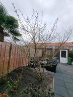 Japanse esdoorn, Tuin en Terras, Planten | Bomen, Ophalen