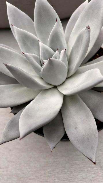 Echeveria Mexican Gigant beschikbaar voor biedingen