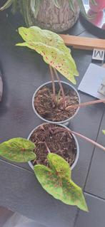 Caladium, Ophalen of Verzenden, Minder dan 100 cm