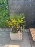 European Fan Palm, Tuin en Terras, Ophalen, Zomer, Overige soorten, Halfschaduw