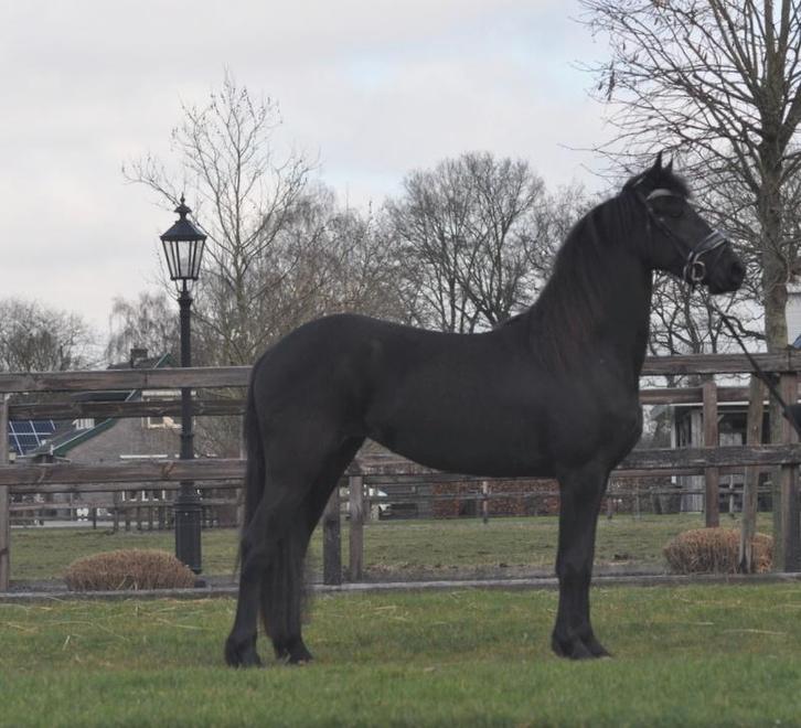 3 jarige friese merrie v.Auwert, Dieren en Toebehoren, Paarden, Merrie, Zadelmak, 160 tot 165 cm, 3 tot 6 jaar, Dressuurpaard