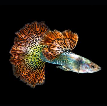 Red Dragon Dumbo Ear guppies beschikbaar voor biedingen