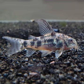 Corydoras - school van 5 beschikbaar voor biedingen