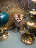 SCOTTISH FOLD SHORTHAIR KITTEN lees omschrijving aub, Kater, Ontwormd