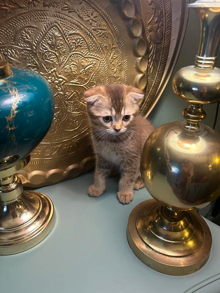 SCOTTISH FOLD SHORTHAIR KITTEN lees omschrijving aub, Dieren en Toebehoren, Katten en Kittens | Raskatten | Korthaar, Kater, Ontwormd
