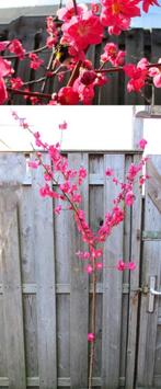 Prunus Persica 'Melred' - Rood-Roze Eetbare Sierperzik- 1.75, Tuin en Terras, Ophalen, Lente, Overige soorten, Volle zon