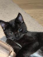 Britse korthaar europeese korthaar weg voor weinig!!!!, Dieren en Toebehoren, Katten en Kittens | Raskatten | Korthaar, Geslacht onbekend