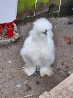 witte zijdehoender haan, Dieren en Toebehoren, Mannelijk, Kip