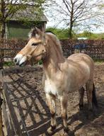 Fjorden, Gechipt, Recreatiepaard, Onbeleerd, Meerdere dieren