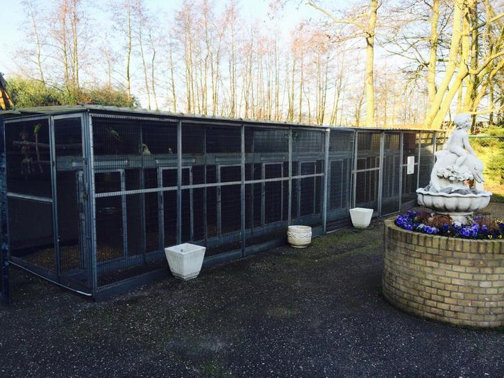 papegaaien & vogel opvang in gemeenschaps voilleres, Dieren en Toebehoren, Vogels | Parkieten en Papegaaien, Papegaai, Meerdere dieren