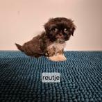 verschillende kleurtjes lieve raszuivere shih tzu pups, Overige rassen, 8 tot 15 weken, Meerdere, Meerdere dieren