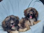 Maltipoo pups    Klein blijvende knuffel beertjes !!!, Maltezer, Nederland, 15 weken tot 1 jaar, CDV (hondenziekte)