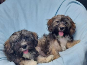 Maltipoo pups    Klein blijvende knuffel beertjes !!! beschikbaar voor biedingen