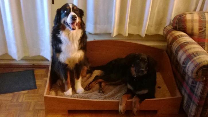 Hondenbed /mand, Dieren en Toebehoren, Hondenmanden, Gebruikt, Overige, Ophalen