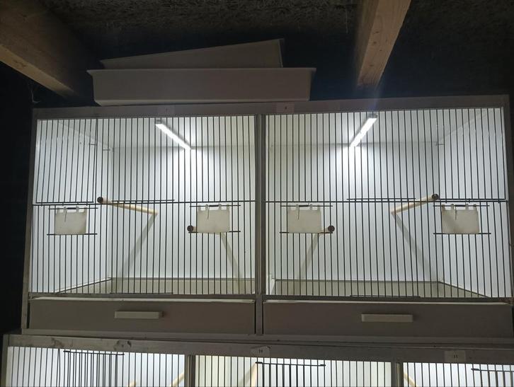 Te koop dubbele broedkooi, 50x40x40, Dieren en Toebehoren, Vogels | Hokken en Kooien, Zo goed als nieuw, Broedkooi of Kweekkooi