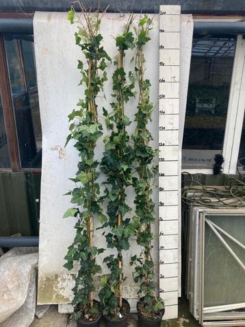 Hedera hibernica 180/200 cm. beschikbaar voor biedingen