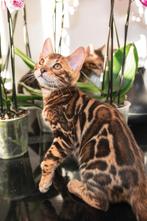 Twee Bengaalse katertjes zoeken gouden mandje/s, Dieren en Toebehoren, Katten en Kittens | Raskatten | Korthaar, Kater, Gechipt