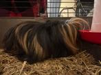 Vrouwelijke cavia, Dieren en Toebehoren, Knaagdieren, Maart, Vrouwelijk, Cavia