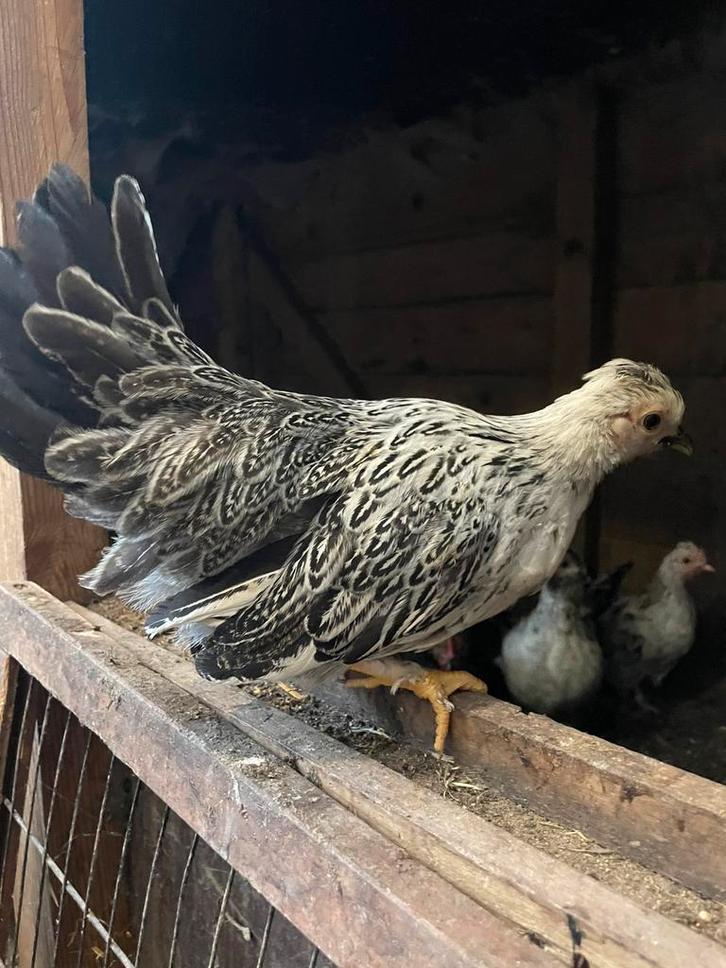 Krielkipjes van 2025, Dieren en Toebehoren, Pluimvee, Kip, Meerdere dieren