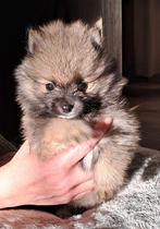 Pomeriaan pups, Keeshond, 8 tot 15 weken, Meerdere, Meerdere dieren
