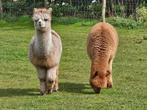 Te Koop Alpaca hengsten, Dieren en Toebehoren, Overige Dieren, Mannelijk