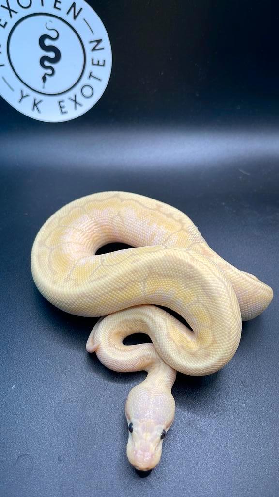 Banana lemonblast desert ghost man