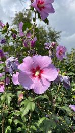 Maak je eigen hibiscus haag!, Tuin en Terras, Planten | Struiken en Hagen, Ophalen, Overige soorten, Minder dan 100 cm