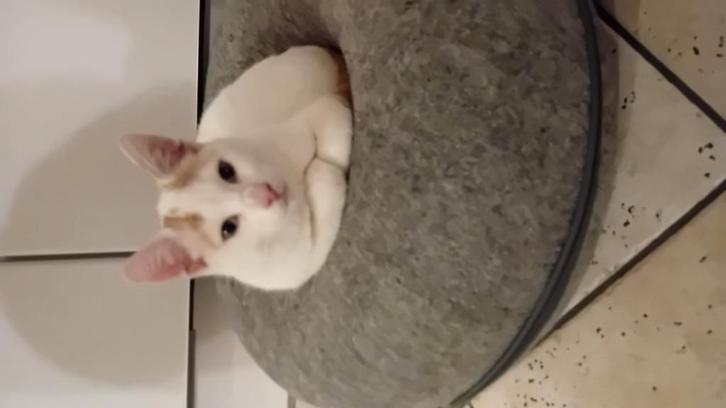 Huiselijke witte met rode kitten, Dieren en Toebehoren, Katten en Kittens | Overige Katten, Kortharig, Poes, 0 tot 2 jaar