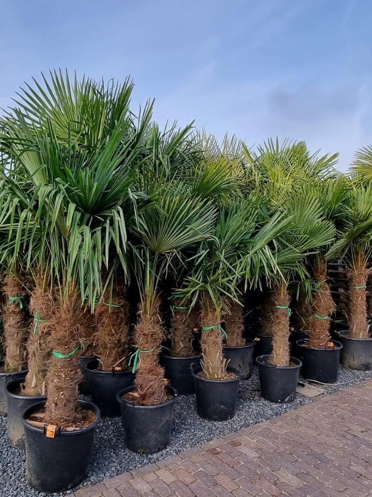 PALMBOMEN, OLIJFBOMEN & ANDERE MEDITERRANE BOMEN EN PLANTEN., Tuin en Terras, Planten | Bomen, Overige soorten, 100 tot 250 cm