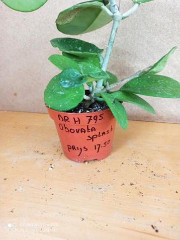 Hoya Obovata potmaat 10 nummer H795 beschikbaar voor biedingen