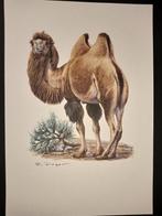 Kameel, Verzenden, 1980 tot heden, Zo goed als nieuw, Dier
