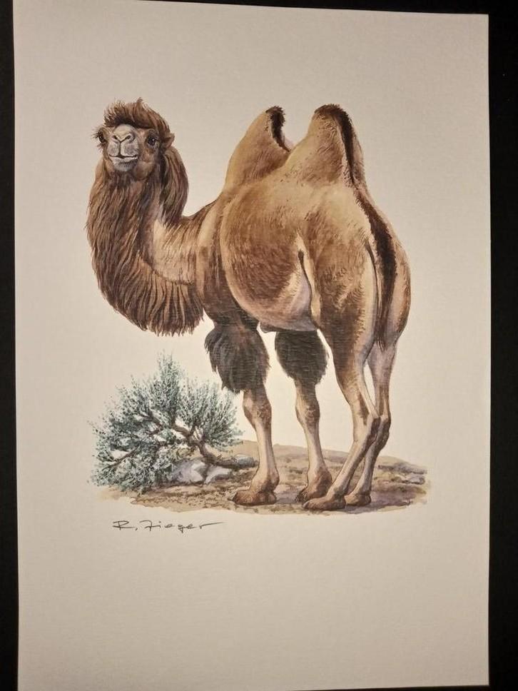 Kameel, Verzamelen, Foto's en Prenten, Zo goed als nieuw, Prent, Dier, 1980 tot heden, Verzenden