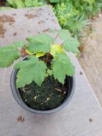Esdoorn, Tuin en Terras, Overige soorten, Lente, Minder dan 100 cm, Ophalen
