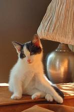 Kittens, Dieren en Toebehoren, Katten en Kittens | Overige Katten, Kater