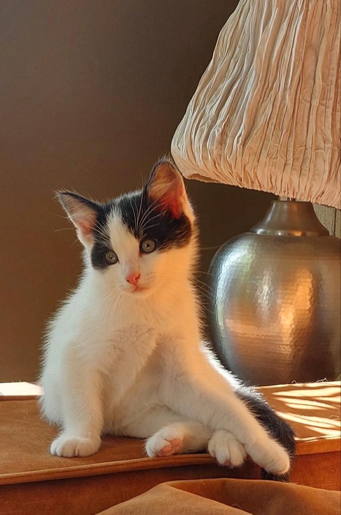 Kittens, Dieren en Toebehoren, Katten en Kittens | Overige Katten, Kater