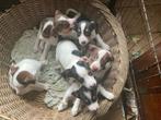 Puppy’s Boerenfox x Jack Russel, Jack Russell Terriër, 8 tot 15 weken, Meerdere, Meerdere dieren