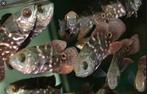 Zuid Amerikaanse Cichliden: Astronotus crassipinnis, Vis, Zoetwatervis