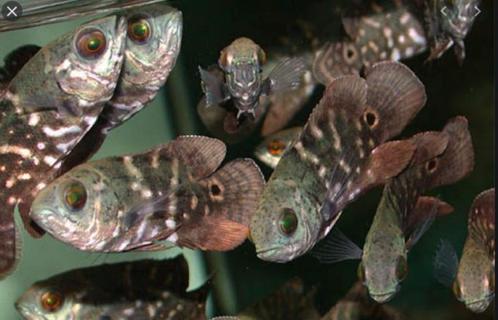 Zuid Amerikaanse Cichliden: Astronotus crassipinnis, Dieren en Toebehoren, Vissen | Aquariumvissen, Zoetwatervis, Vis