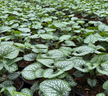 Brunnera Jack ‘Frost’ vaste planten beschikbaar voor biedingen