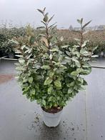 elaeagnus ebbingei 'compacta c7.5 olijfwilg, Tuin en Terras, Ophalen of Verzenden, Halfschaduw, Overige soorten, 100 tot 250 cm