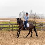 Trainingsstal: zadelmak maken & training!, Dieren en Toebehoren, Merrie, 3 tot 6 jaar