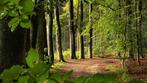 Gezocht; privé bos, weide of veld, Weidegang