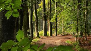 Gezocht; privé bos, weide of veld beschikbaar voor biedingen
