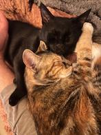 Twee poesjes van 7 maand, Dieren en Toebehoren, Katten en Kittens | Overige Katten, Poes