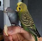 Gezocht Grasparkiet, Dieren en Toebehoren, Vogels | Parkieten en Papegaaien, Vrouwelijk, Parkiet, Tam