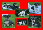 Jack russell kruising boerenfox puppies, Dieren en Toebehoren, Jack Russell Terriër, 8 tot 15 weken, CDV (hondenziekte), Meerdere