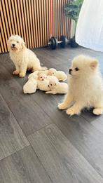 We zoeken liefdevolle thuisjes voor 7 pluizige engeltjes, Dieren en Toebehoren, Honden | Chihuahua's en Gezelschapshonden, Overige rassen