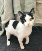 Ter adoptie Laura  ️♀️, Dieren en Toebehoren, Katten en Kittens | Overige Katten, Poes, Kortharig, 0 tot 2 jaar