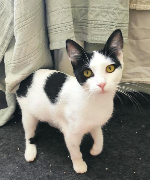 Ter adoptie Laura  ️♀️ ( Matzi - Matzi ), Dieren en Toebehoren, Katten en Kittens | Overige Katten, Kortharig, Poes, 0 tot 2 jaar