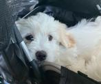 Pup te koop, Maltezer, Reu, 8 tot 15 weken, Rabiës (hondsdolheid)
